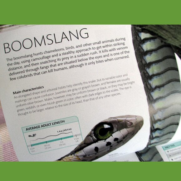 Book - Snake: The Essential Visual Guide by Chris Mattison - Picture 14 of 16